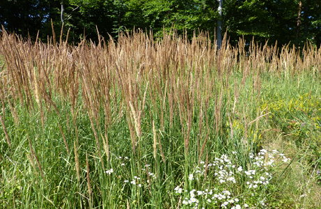 Land-Reitgras (Calamagrostis epigejos) - © Philipp Sengl